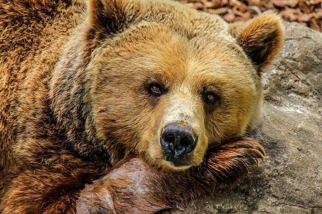 Conservation Efforts for Bear Populations