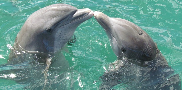 The Fascinating Behavior Patterns of Dolphins