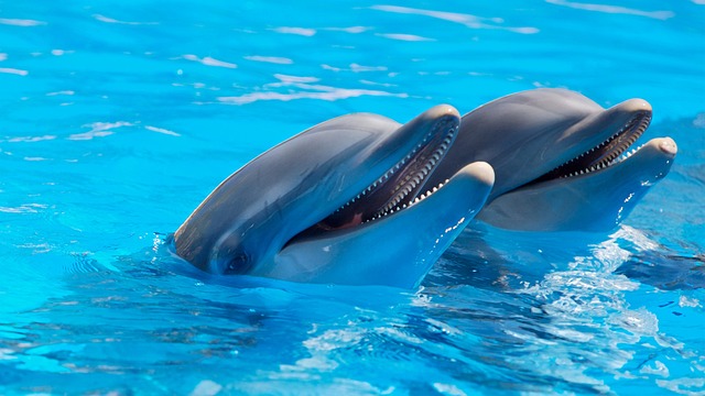 The Importance of Dolphin Conservation and Protection