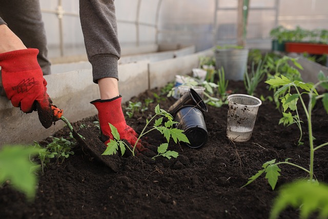 How to Grow Your Own Vegetable Garden