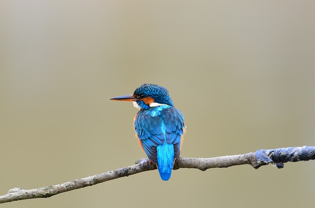 Birdwatching Tips for Beginners: How to Get Started