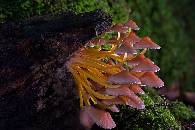 The Fascinating World of Medicinal Mushrooms