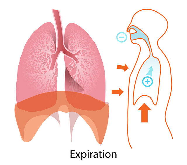 Understanding the Process of Cellular Respiration